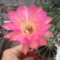 Echinopsis-Hybr. Hagen A