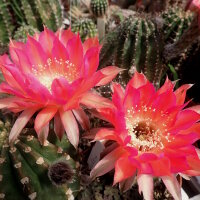 Echinopsis-Hybr. Hagen A