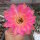 Echinopsis-Hybr. Hagen A