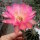 Echinopsis-Hybr. Hagen A