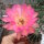 Echinopsis-Hybr. Hagen A