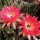 Echinopsis-Hybr. Hagen A