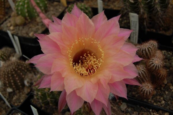 Echinopsis-Hybr. Hagen B Rheingold 254
