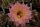 Echinopsis-Hybr. Hagen B Rheingold 254