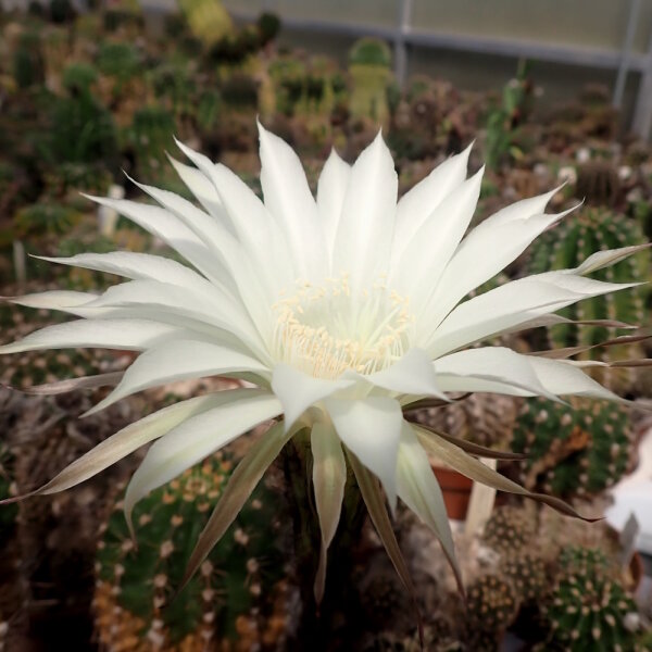 Echinopsis-Hybr. Haku-jo