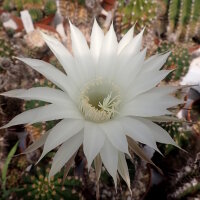 Echinopsis-Hybr. Haku-jo