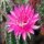 Echinopsis-Hybr. Hanna