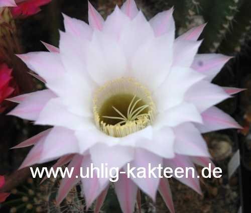 Echinopsis-Hybr. Harry