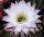 Echinopsis-Hybr. Harry
