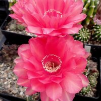 Echinopsis-Hybr. Herbert Baierl