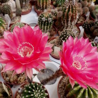 Echinopsis-Hybr. Herbert Baierl