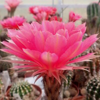 Echinopsis-Hybr. Herbert Baierl