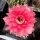 Echinopsis-Hybr. Herbert Baierl