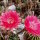 Echinopsis-Hybr. Herbert Baierl