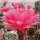Echinopsis-Hybr. Herbert Baierl