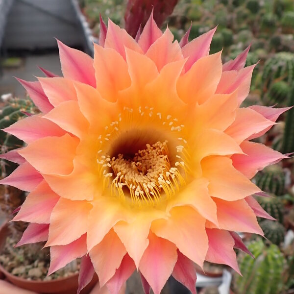 Echinopsis-Hybr. Herz Dame Rheingold 244