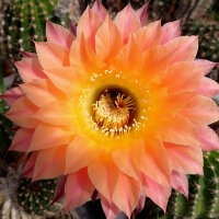 Echinopsis-Hybr. Herz Dame Rheingold 244