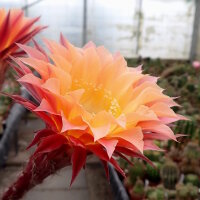 Echinopsis-Hybr. Herz Dame Rheingold 244