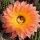Echinopsis-Hybr. Herz Dame Rheingold 244