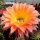 Echinopsis-Hybr. Herz Dame Rheingold 244
