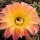 Echinopsis-Hybr. Herz Dame Rheingold 244