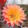 Echinopsis-Hybr. Herz Dame Rheingold 244