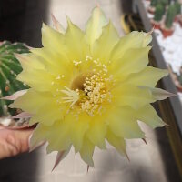 Echinopsis-Hybr. Hildegart Winter