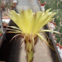 Echinopsis-Hybr. Hildegart Winter