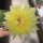 Echinopsis-Hybr. Hildegart Winter