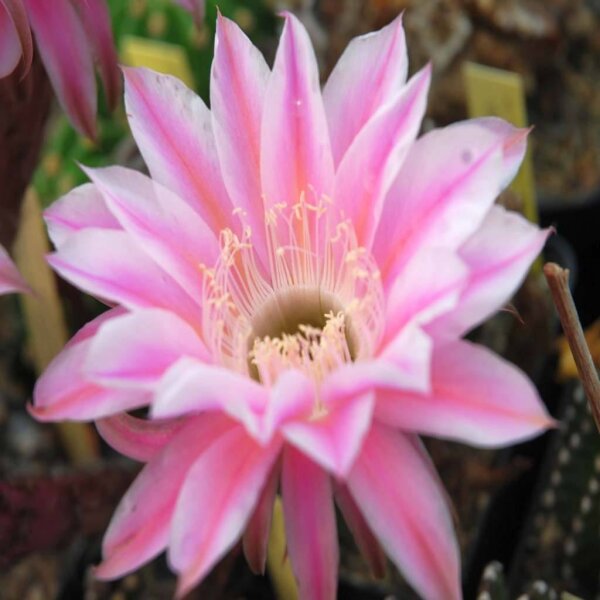 Echinopsis-Hybr. Illusion A Rheingold 214