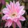 Echinopsis-Hybr. Illusion A Rheingold 214