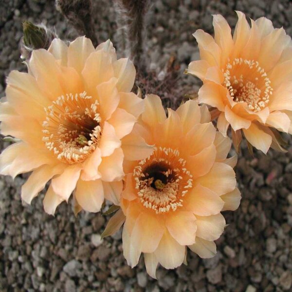 Echinopsis-Hybr. Paramount 8 Indian Yellow
