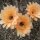 Echinopsis-Hybr. Paramount 8 Indian Yellow