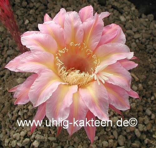 Echinopsis-Hybr. Inka Uebelmann 3227