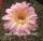 Echinopsis-Hybr. Inka Uebelmann 3227