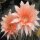 Echinopsis-Hybr. Isabelle Rheingold 208