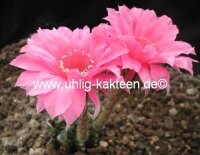 Echinopsis-Hybr. Johann Strauss Rheingold 216