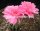 Echinopsis-Hybr. Johann Strauss Rheingold 216