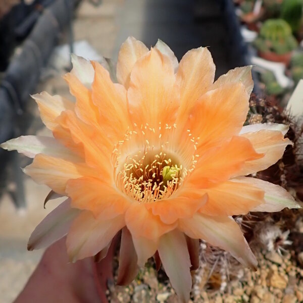 Echinopsis-Hybr. Johny Walker Uebelmann 3213