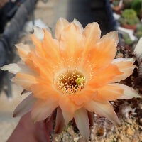 Echinopsis-Hybr. Johny Walker Uebelmann 3213
