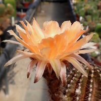 Echinopsis-Hybr. Johny Walker Uebelmann 3213