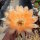 Echinopsis-Hybr. Johny Walker Uebelmann 3213