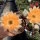 Echinopsis-Hybr. Johny Walker Uebelmann 3213