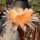 Echinopsis-Hybr. Johny Walker Uebelmann 3213