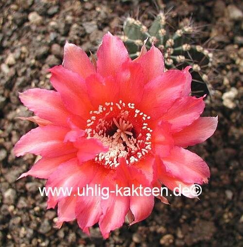 Echinopsis-Hybr. Kardinal Rheingold 201