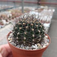 Echinopsis-Hybr. Kardinal Rheingold 201