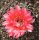 Echinopsis-Hybr. Kardinal Rheingold 201