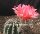 Echinopsis-Hybr. Kardinal Rheingold 201