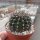 Echinopsis-Hybr. Kardinal Rheingold 201