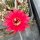 Echinopsis-Hybr. Kardinal Rheingold 201